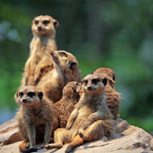 ZOO Leipzig - mitten im Herzen von Leipzig. Hier können Sie die faszinierende Vielfalt der Tierwelt hautnah erleben... Eine Gruppe von Erdmännchen sitzt auf einem Stein und beobachtet die Umgebung.